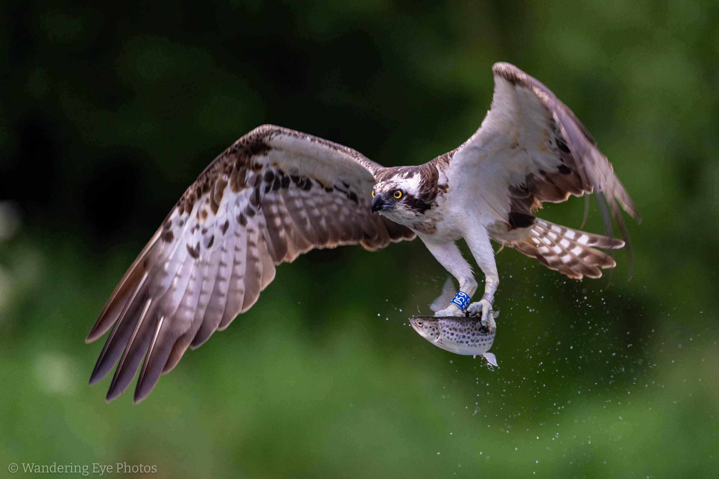Wildlife